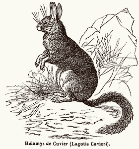 Viscacha aka Helamys