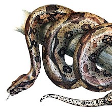A boa constrictor is coiled around a branch with its tongue out
