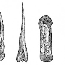 Prehistoric Bone Tools