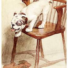 A young bulldog hesitantly braces himself for his jump from a wooden chair