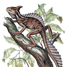 A common basilisk is seen moving up a branch
