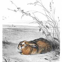 A hare is lying at the edge of a field in a level landscape of farmland