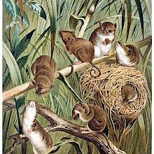 View of harvest mice and their nest among grasses and branches
