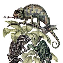 Three Indian chameleons move about among the leaves at the tip of a branch