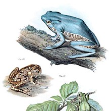 Three frogs in the Hylidae family, which mostly consists of arboreal species