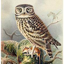 A little owl is perched on a branch and looks at the viewer while clutching a mouse in its talons