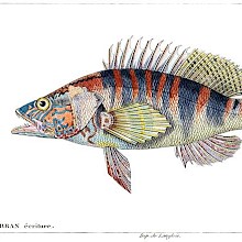 Plate showing a painted comber (Serranus scriba), a marine fish in the family Serranidae