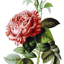 Triomphe de Valenciennes, remontant garden rose with pink petals streaked red