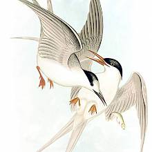 White-fronted tern and roseate tern fighting over a fish in mid-air
