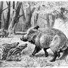 A wild boar (Sus scrofa) stands on alert with its cubs by a pond in the woods