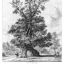 View of the Crawley elm standing at the side of a road going through the village