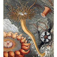 Color plate showing a patch of rocky marine ecosystem with various sea anemones