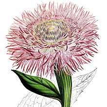 Color lithograph showing the flower, leaves and fluted stem of an American starthistle