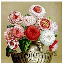 Vase arrangement with daisies in different colors ranging from white to red