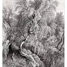 Plate showing a birch tree with a curved trunk and lush foliage growing on a rocky slope