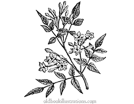Jasmine