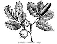 Oak gall