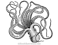Common octopus
