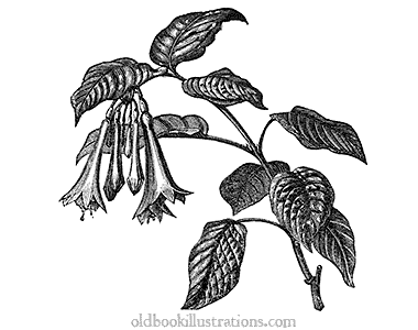 Fuchsia fulgens