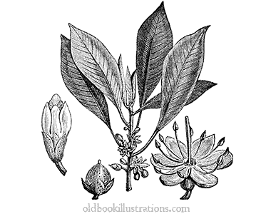 Gutta-percha tree