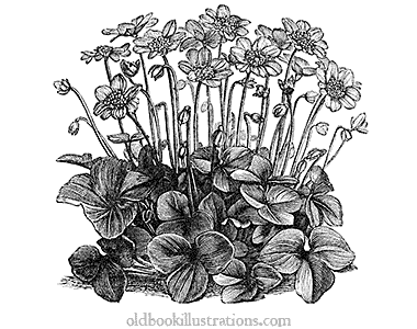 Kidneywort