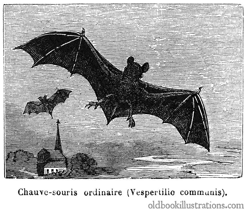 Bat Old Book Illustrations