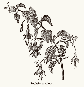 Fuchsia coccinea