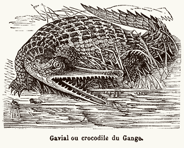 Gharial