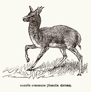 Gazelle