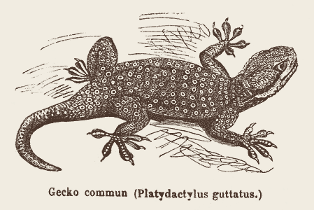 Gekko gecko