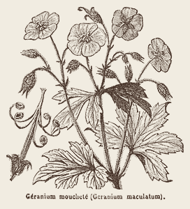 Géranium