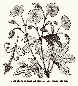 Géranium