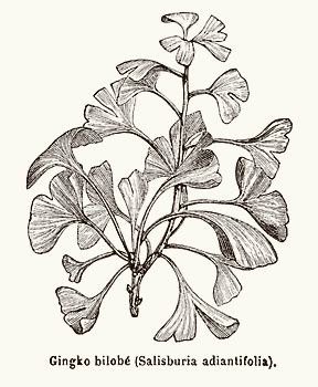 Ginkgo biloba