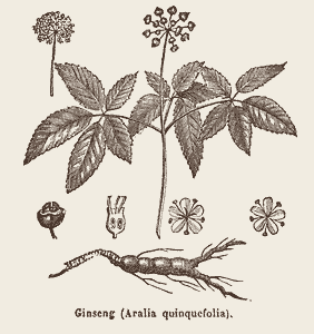 Ginseng