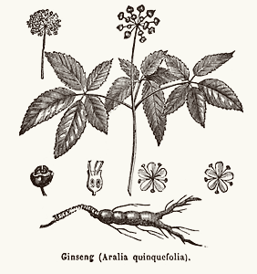 Ginseng