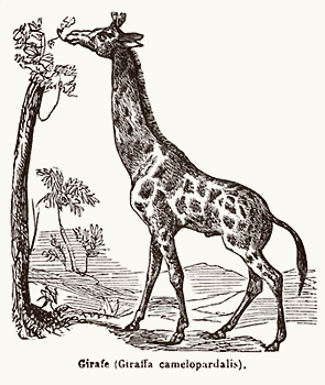 Girafe