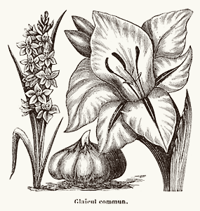 Gladiolus