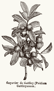 Guava tree