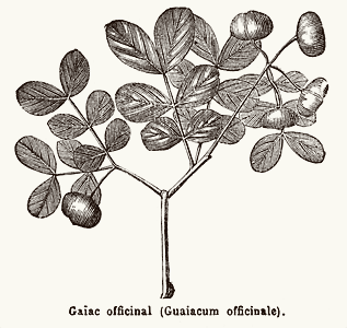 Guaiacum officinale