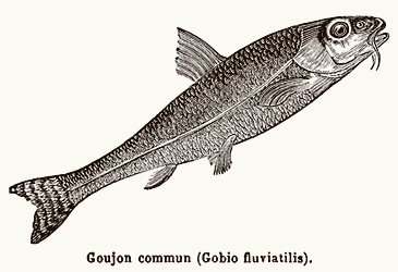 Gudgeon