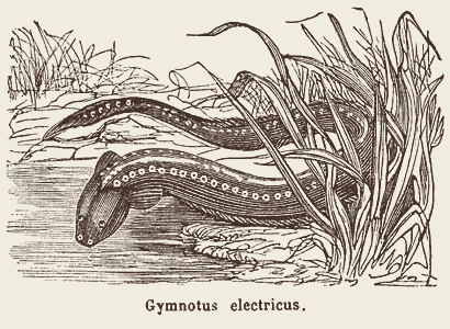 Anguille électrique