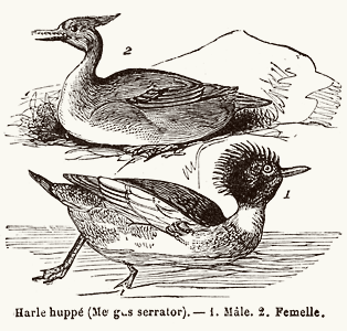 Red-breasted merganser