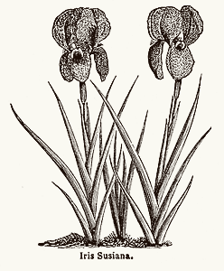 Iris susiana