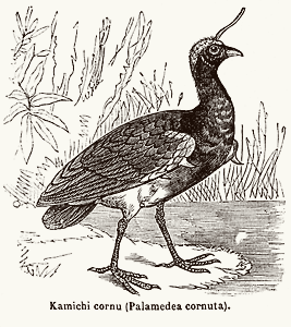 Horned screamer
