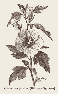 Ketmie (Hibiscus)