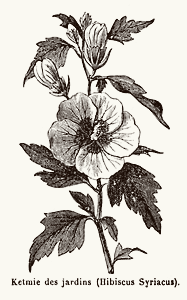 Hibiscus