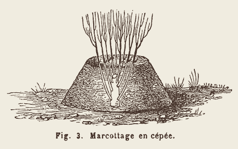Marcottage en cépée