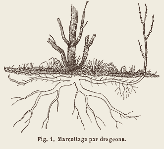 Marcottage par drageons