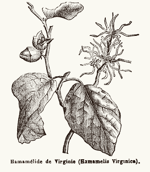 Hamamelis