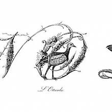 Plate showing ornamental capital letters N, O, and P embellished with pictures of birds